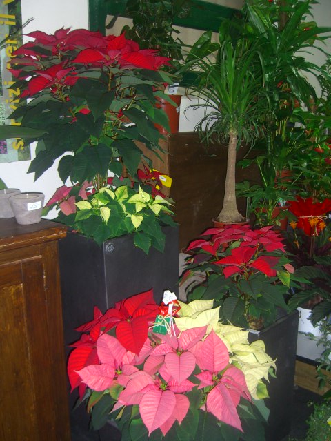 Stella Di Natale Foglie Accartocciate.Stella Di Natale Euphorbia Pulcherrima Poinsettia Piante Natalizie Roma Vivaio Vendita