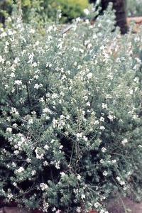 La lavanda, pianta dall'anima estiva che fiorisce da agosto a settembre