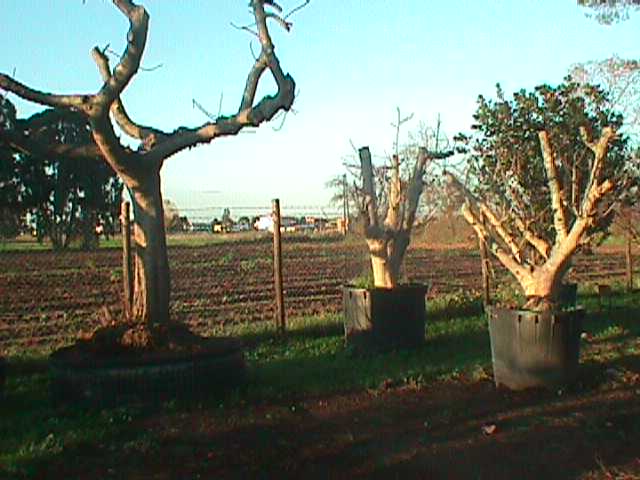 Ficus carica.jpg (37636 byte)