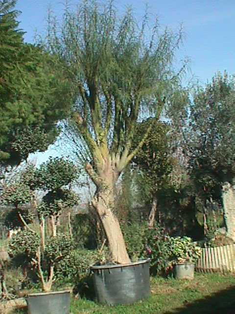 parkinsonia66.jpg (52685 byte)