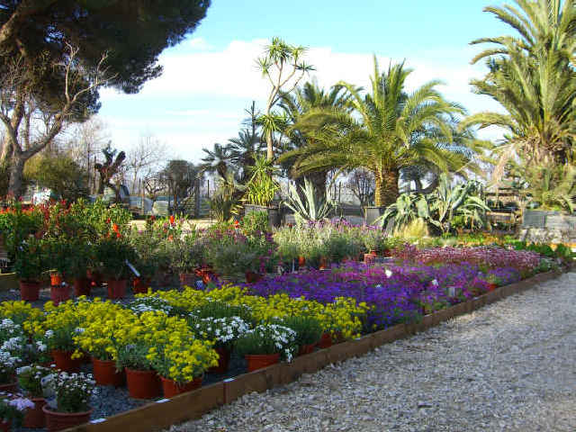 Disegni piante erbacee: disegni da colorare la comparsa dei ... Piante disegno Giardino