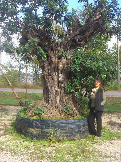 Carrubi Secolari Millenarie Esemplari Piante Vendita Vivaio Carrubi Roma Ostia Pianta