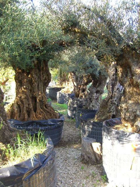 Olivi Secolari Ulivi Olivi Centenari Vendita Vivai Roma Vivaio Piante Olea Europea Pianta Olivo