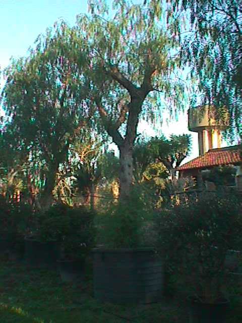 schinus 18.jpg (45059 byte)