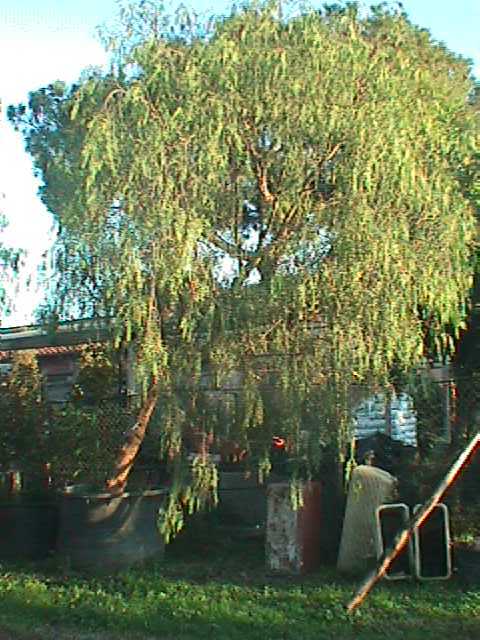 schinus 21.jpg (53943 byte)
