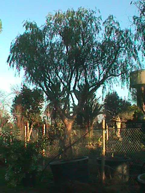 schinus15.JPG (48346 byte)