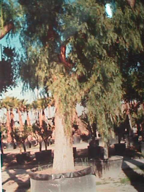 Schinus.JPG (38665 bytes)